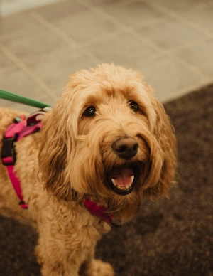 Shelby Cobra Carns, Shop Dog 2