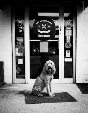 Shelby Cobra Carns, Shop Dog 